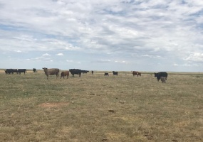 FM 296,Texline,Dallam,Texas,United States 79087,Undeveloped Property,FM 296,1144